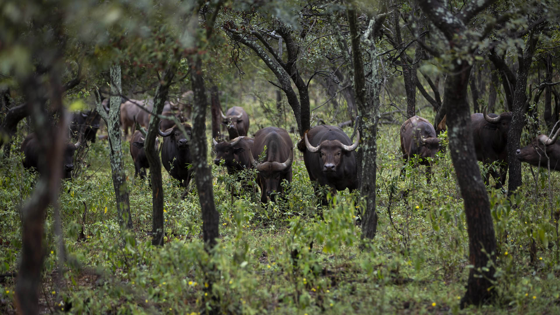 Kolobe Lodge Buffalo